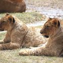 3 Day Amboseli Park Safari