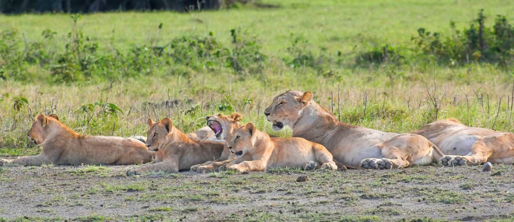 7 Day Masai Mara Nakuru Naivasha Amboseli safari