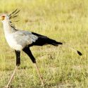 Birds In Amboseli National Park.