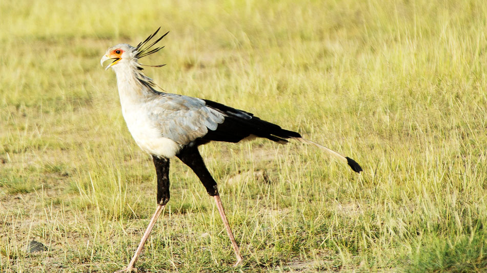 Birds In Amboseli National Park.