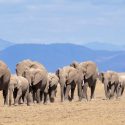 Park Entry Fees  For Amboseli National Park