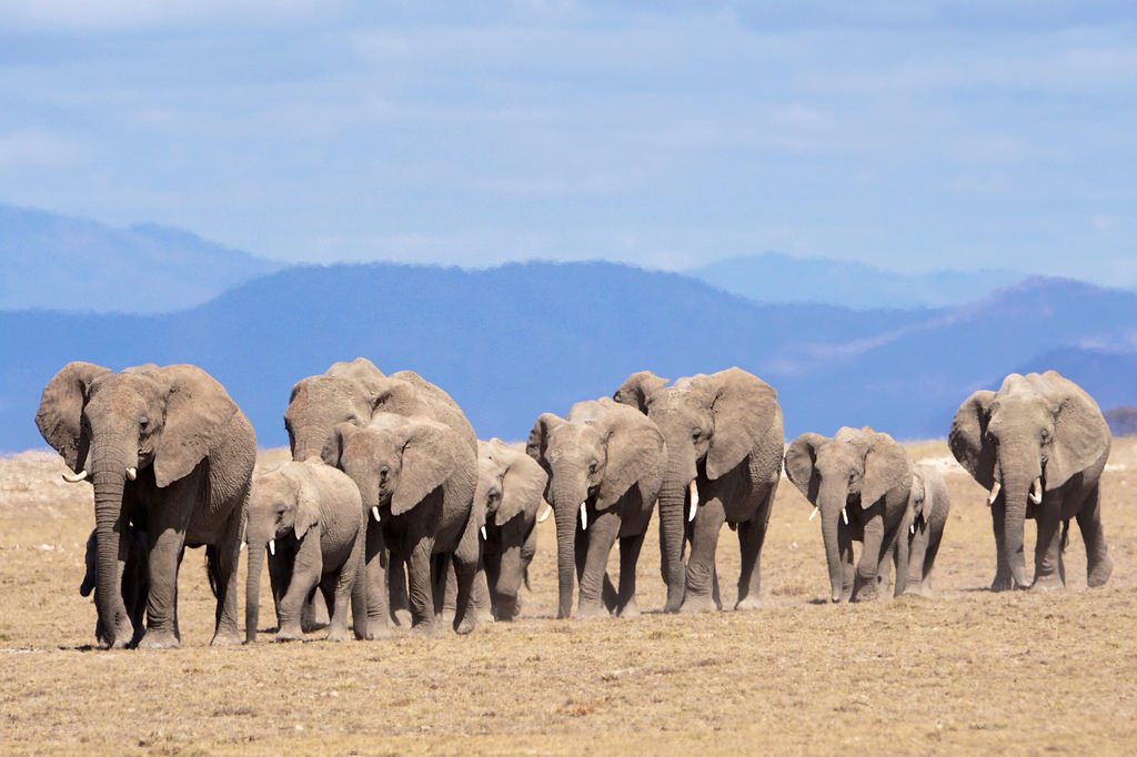 Activities at Amboseli national park: