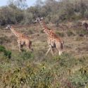 4 Days Nakuru And Masai Mara Safari