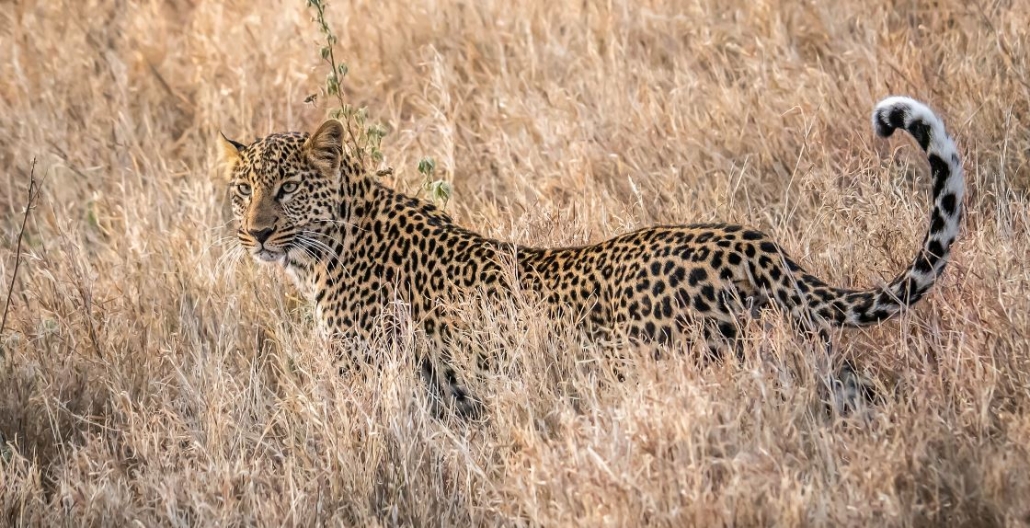 5 Day Roaring Kenya Mid Range Safari