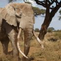 Big Tim  Africa’s Largest Elephant /tusker Dies At Age 50