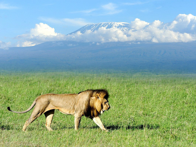 Amboseli national park animals