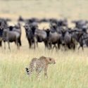 7 Days Amboseli, Nakuru And Masai Mara Safari
