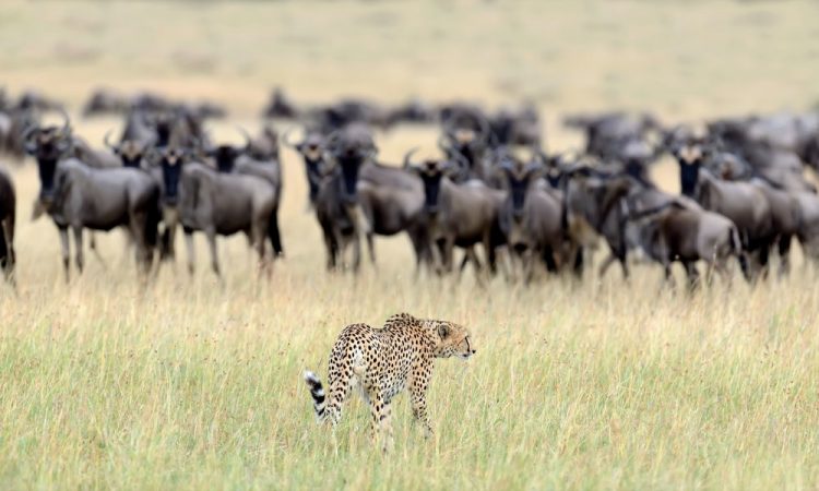 6 day private Luxury safari in Kenya