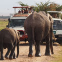 Game Drive In Amboseli National Park