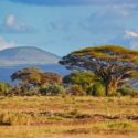 Amboseli National Park Plants