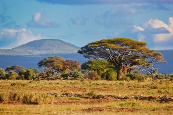 Amboseli National Park Plants