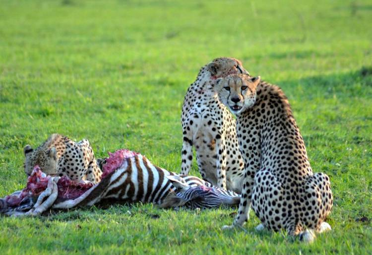 Activities at Amboseli national park: