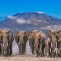 Animals In Amboseli National Park