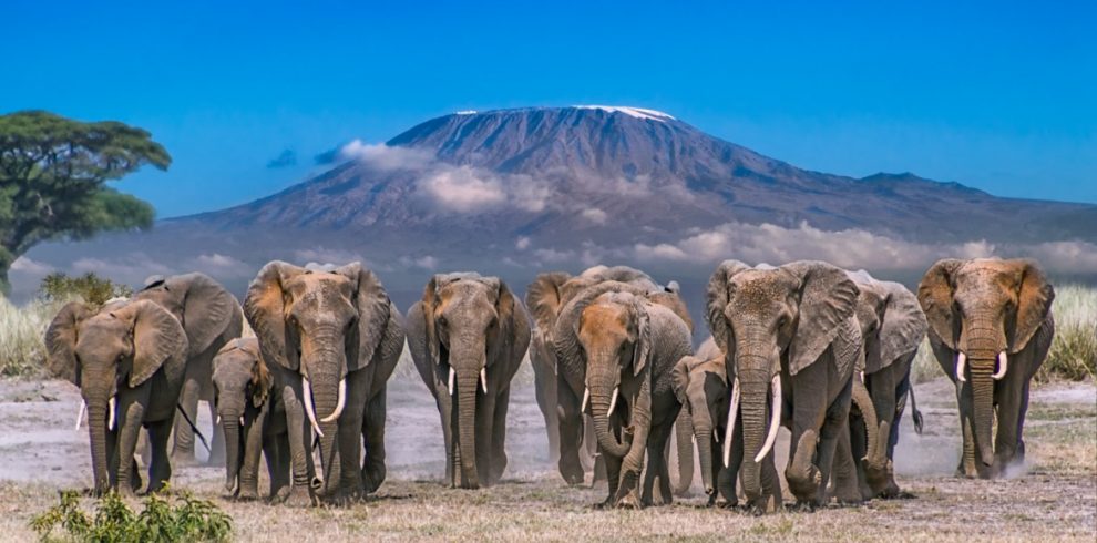 Attractions in amboseli national park
