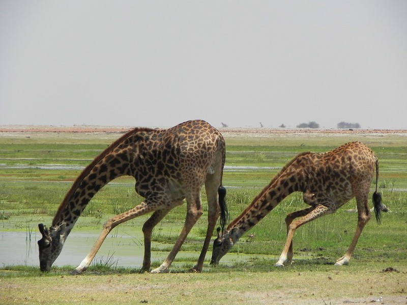 Best time to visit Amboseli national park