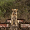 New Changes In Nairobi National Park