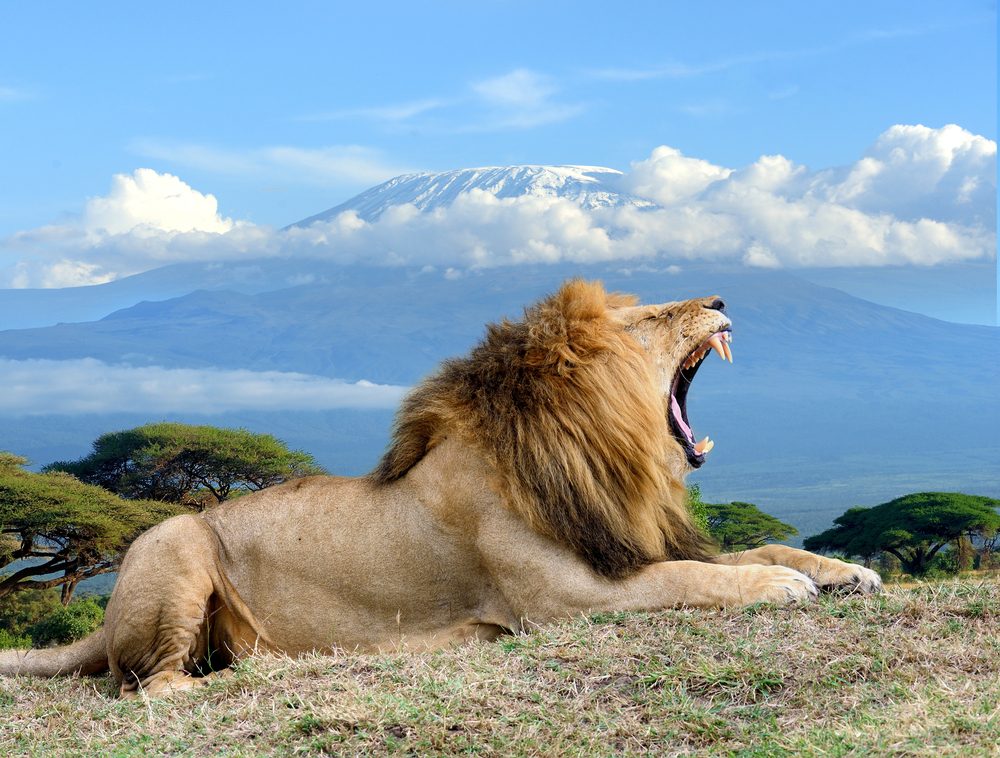 6 Day Mara Nakuru Amboseli Big Five Safari