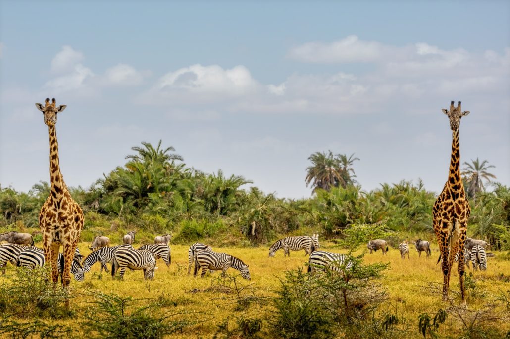 Game Drive in Amboseli National Park