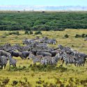 6-Day Maasai Mara- Lake Nakuru-Amboseli Budget Safari