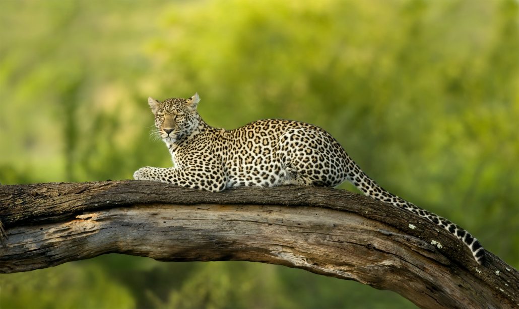 9 Day Kenya Wildlife safari