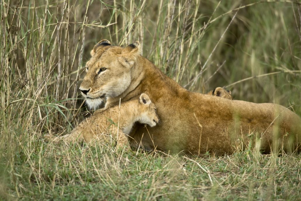 9 Day Kenya Wildlife safari