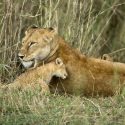 5 Day Roaring Kenya Mid Range Safari