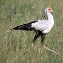 15 Birds To Watch In Amboseli National Park